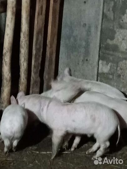 Продам домашних поросят