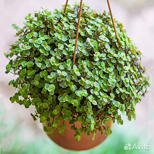 Каллизия ползучая