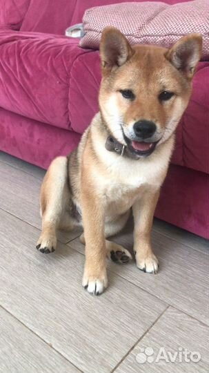 Вязка Сиба Ину