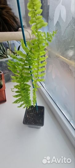 Папоротники