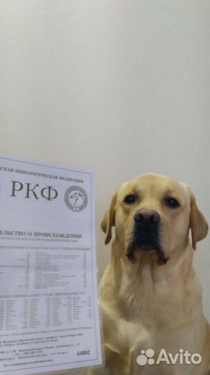 Вязка лабрадор-ретривер