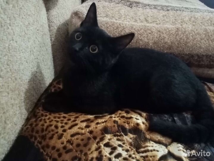 Котята в добрые руки бесплатно