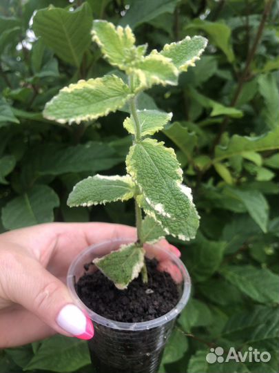 Мята ананасная вариегатная