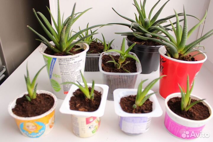 Алоэ остистое