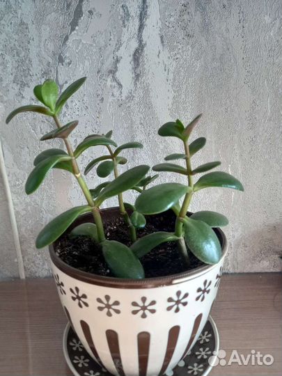 Каланхоэ, денежное дерево