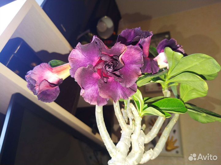 Адениум взрослый