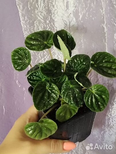 Пеперомия Лилиан