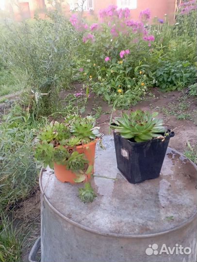 Многолетники для сада