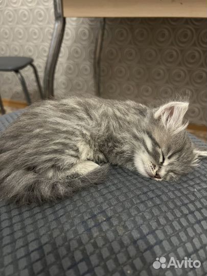 Котенок