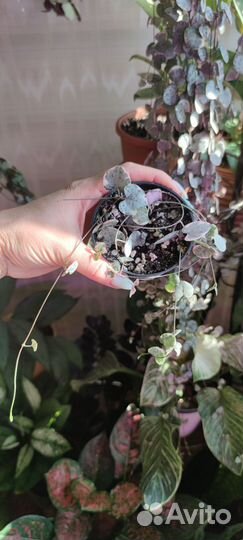 Церопегия вуда вариегатная