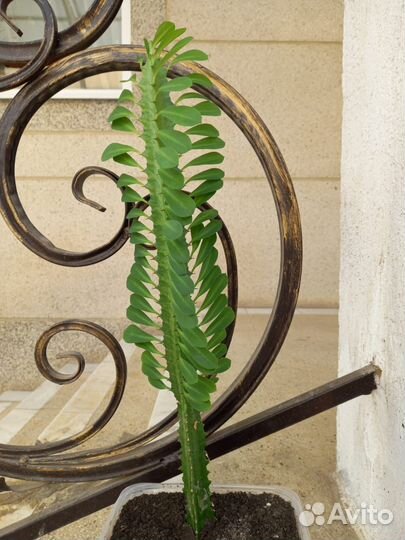 Комнатные растения цветы