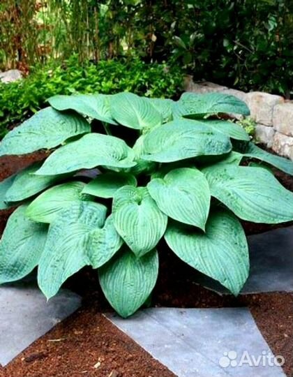 Хосты гиганты