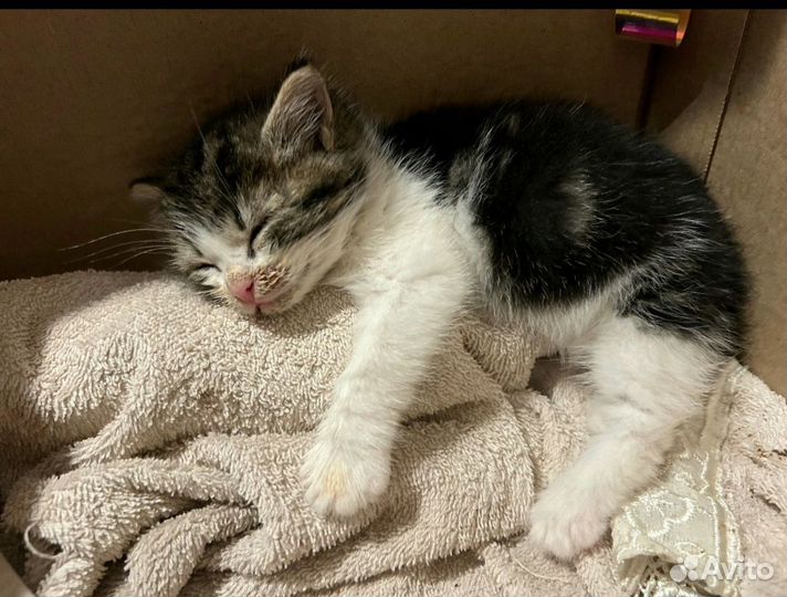 Котенок - девочка