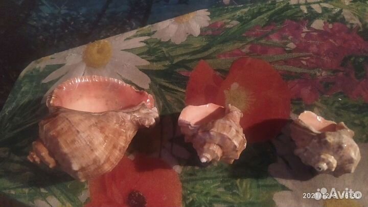 Ракушки морские