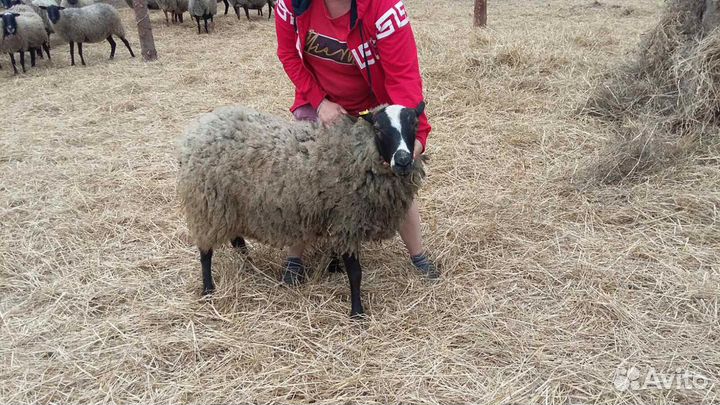 Продаем овцематок,овец