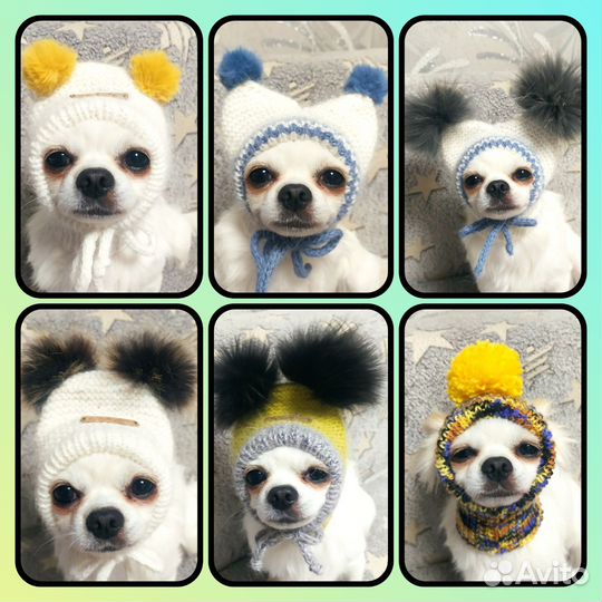 Вязаная одежда для собачек и кошек