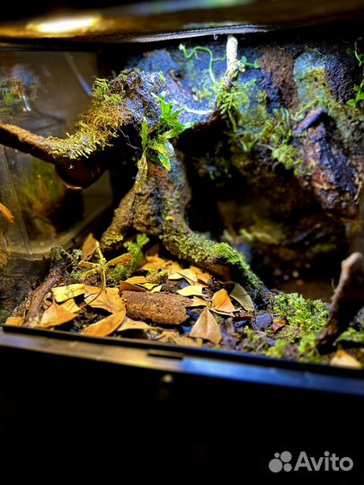 Террариум с природным фоном
