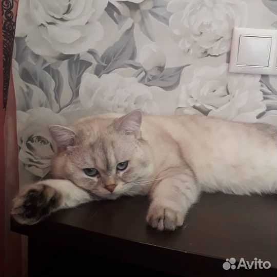 Британская шиншилла. Котик на вязку