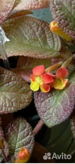 Эписции сортовые