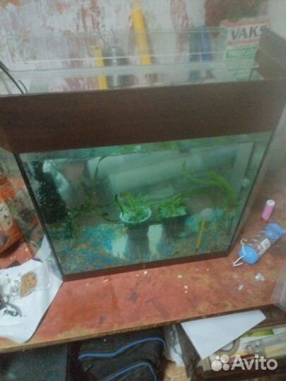 Аквариумные рыбки и растения