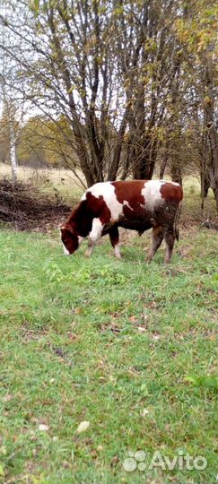 Телки стельные