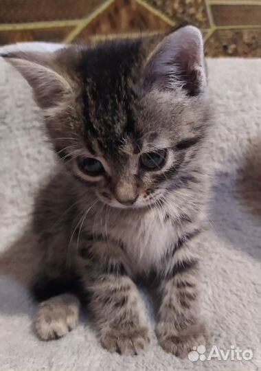 Отдам в добрые руки