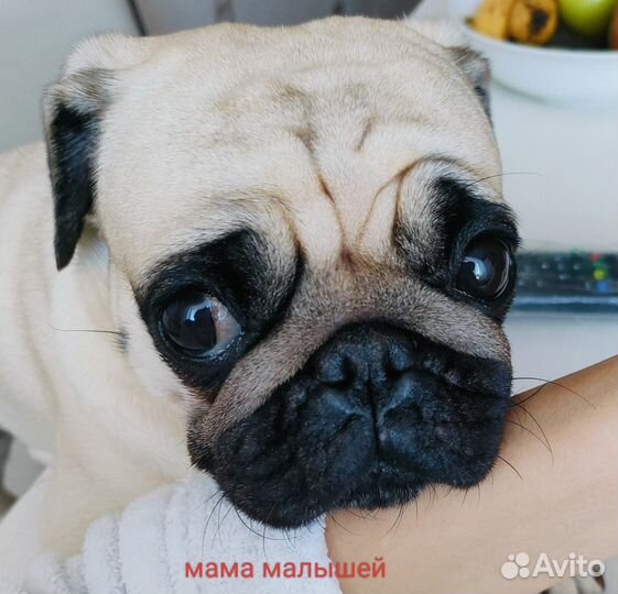 Щенок мопса-девочка