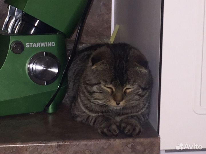 Шатланский вислоухий кот