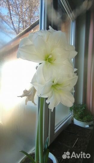 Гиппиаструм