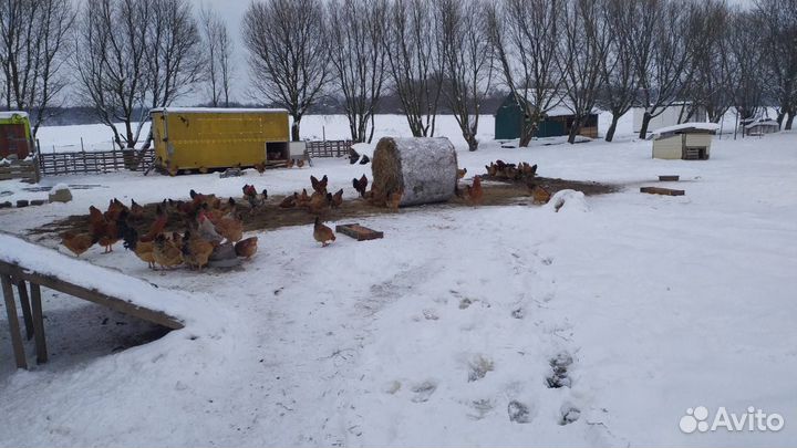 Домашние куриные яйца