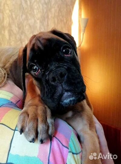 Щенки немецкого боксёра, литера 