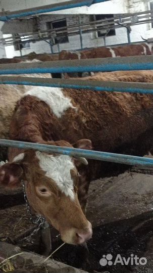 Нетель породы симентал