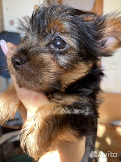 Йоркширский терьер