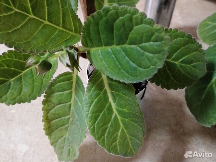 Глоксиния, Комнатная мята