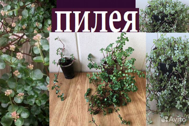 Розы,оксалис,эпифиллум,марниера,пилея,адениум,рипс