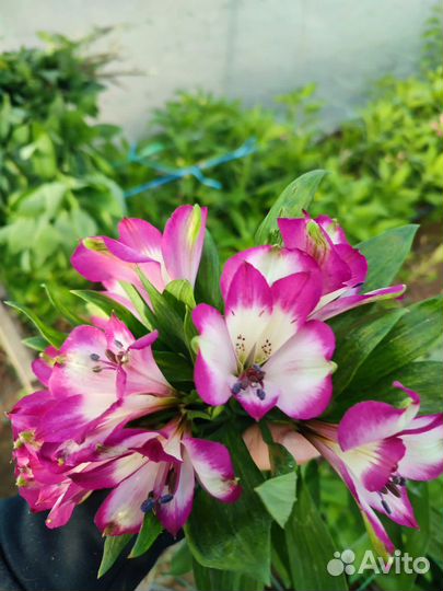 Альстромерия корни