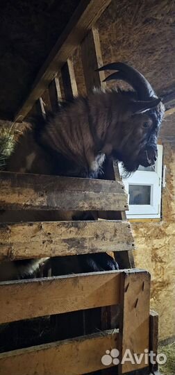 Козел на вязку