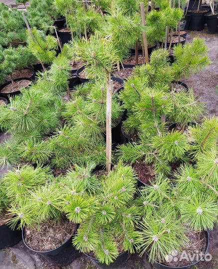 Формирование бонсай из сосны горной