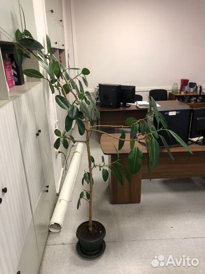Фикус каучуконосный большой