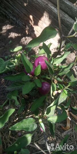 Перец декоративный