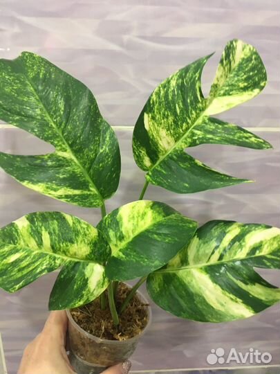 Домашние растения