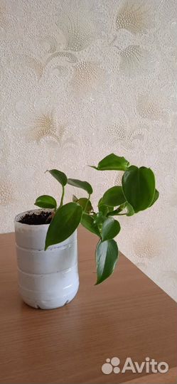 Филодендроны