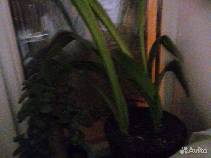 Цветочные горшки,вазы керамика