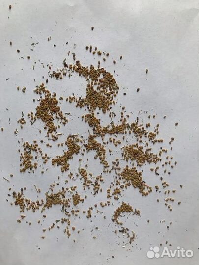 Семена люцерны