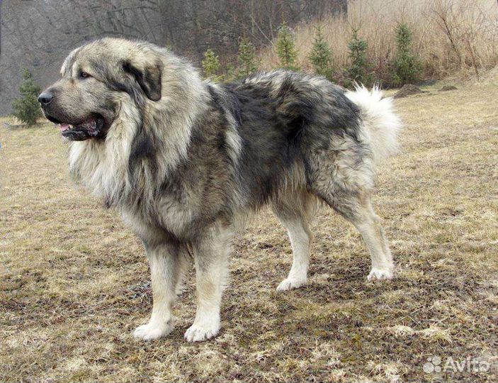 Шарпланинак щенки (эксклюзивы)