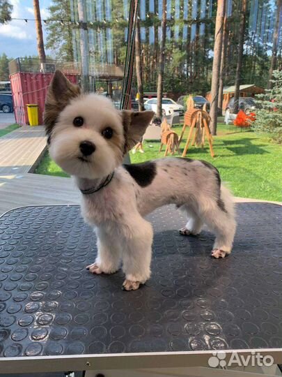 Стрижка собак на дому