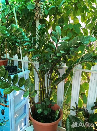 Замиокулькас