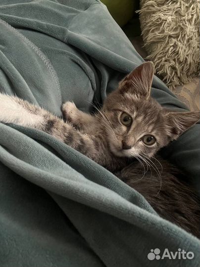 Отдам в добрые руки котенка девочку