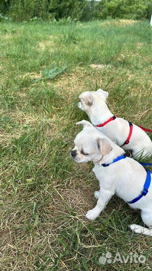 Чихуахуа мини