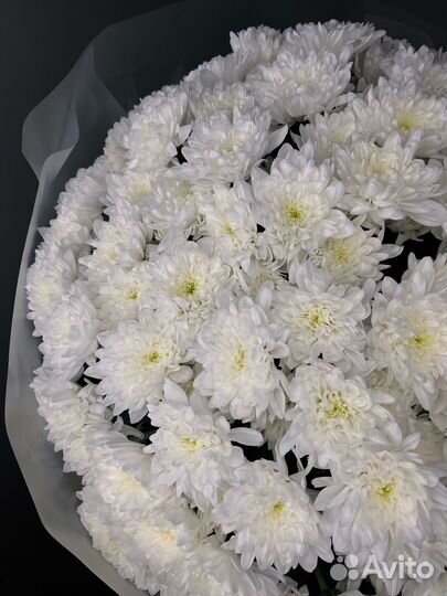 Букет из 25 кустовых хризантем